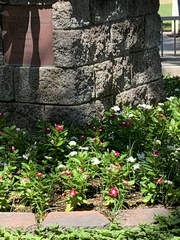 Magnoliopsida