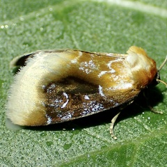Chrysoecia scira