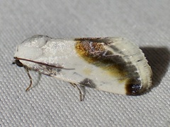 Acontia chea