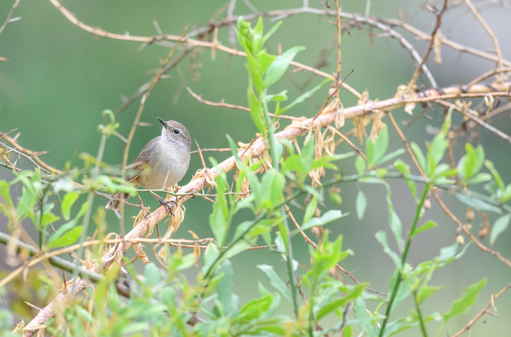 Perching Birds from Kanda, Uttarakhand 246419, India on April 30, 2018