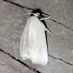 Bagisara rectifascia