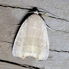 Bagisara rectifascia
