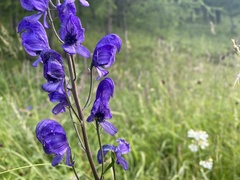 Aconitum volubile