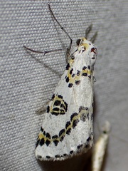 Philtraea elegantaria