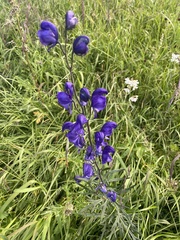 Aconitum volubile