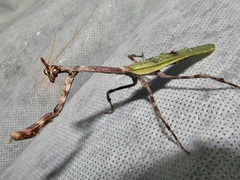 Pseudovates arizonae