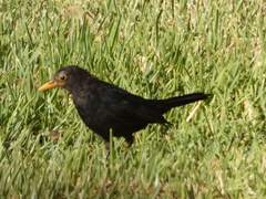 Turdus merula mauritanicus