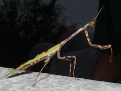 Pseudovates arizonae