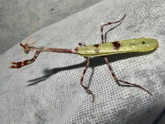 Pseudovates arizonae