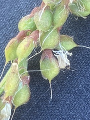 Melilotus altissimus