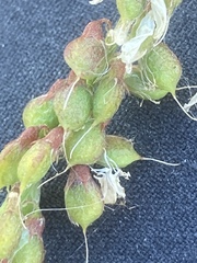 Melilotus altissimus