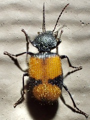 Panagaeus sallei