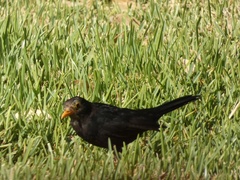 Turdus merula mauritanicus
