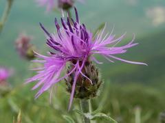 Centaurea ambigua