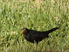Turdus merula mauritanicus