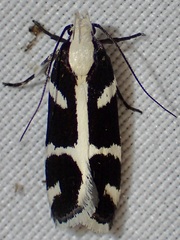 Epilechia catalinella