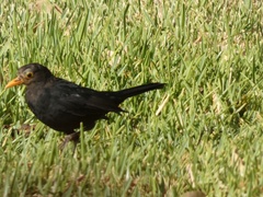 Turdus merula mauritanicus