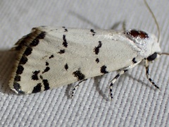 Grotella binda