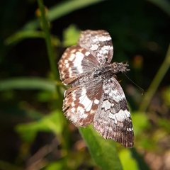 Chiomara
