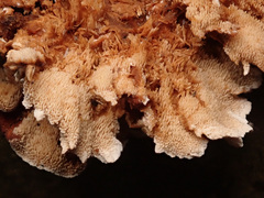 Steccherinum tenuispinum