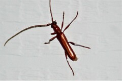 Psyrassa unicolor