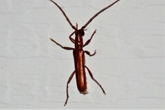 Psyrassa unicolor