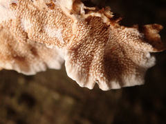 Steccherinum tenuispinum