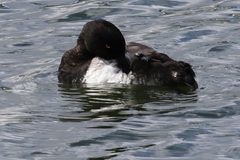 Aythya fuligula