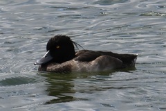 Aythya fuligula