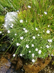 Heliosperma