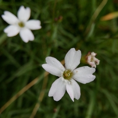 Heliosperma