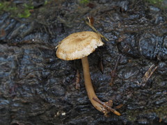 Pseudolaccaria pachyphylla