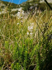 Erica spiculifolia