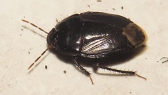 Macroscytus