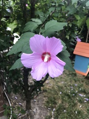 Hibiscus