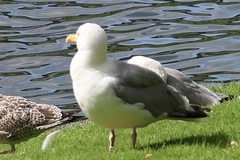 Larus argentatus