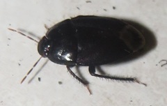 Macroscytus