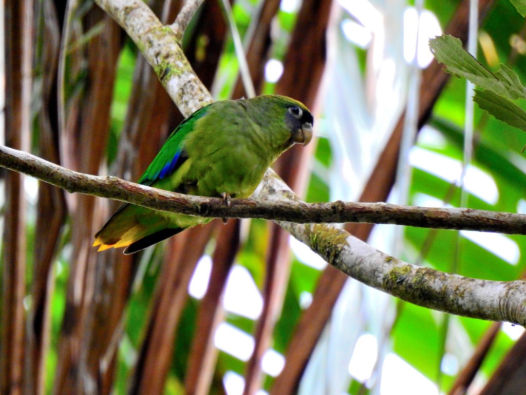 Scarlet-Shouldered Parrotlet