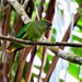 Scarlet-shouldered Parrotlet - Photo (c) Edwin Múnera Chavarría, some rights reserved (CC BY-NC), uploaded by Edwin Múnera Chavarría