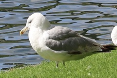 Larus argentatus