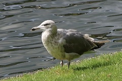 Larus argentatus