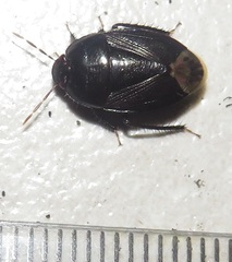 Macroscytus