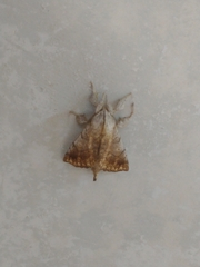 Ephoria marginalis