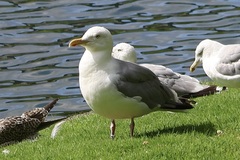Larus argentatus