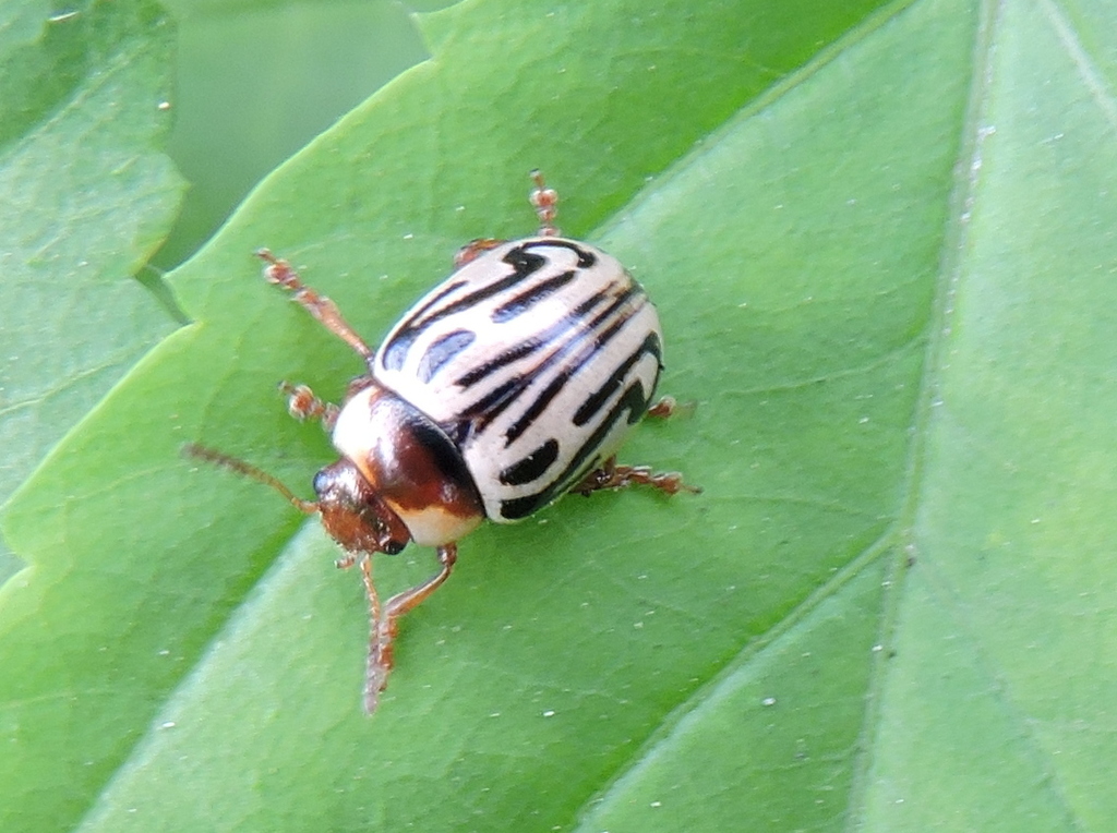 Parthenium beetle (Beetles of Coffs Harbour NSW, AU) · iNaturalist