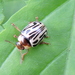 Parthenium Beetle - Photo (c) Subhajit Roy, some rights reserved (CC BY-NC-ND), uploaded by Subhajit Roy