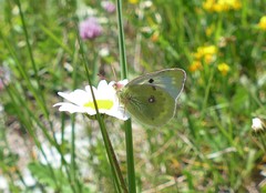 Colias phicomone