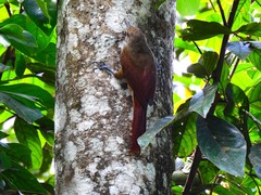 Dendrexetastes rufigula