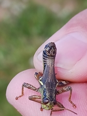 Melanoplus stupefactus