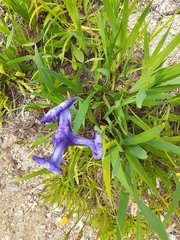 Iris sanguinea